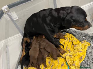 Rottweiler dogs 2 girls and 1 boy left - black and tan - Advert 17