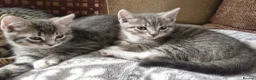 Mixed Breed cats for sale: 3 male kittens grey tabbies and tuxedo  in London - Advert 1