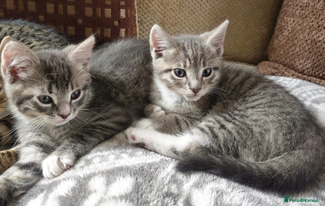 Mixed Breed cats for sale: 3 male kittens grey tabbies and tuxedo  in London - Advert 1