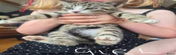 Mixed Breed cats for sale: Beautifully marked kittens . - Advert 22