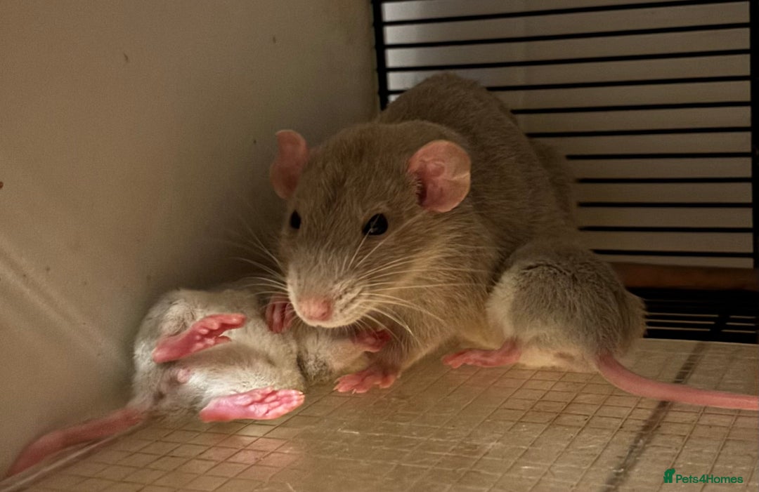 Rat rodents for sale: Roan/Husky boys for sale! - Image 2