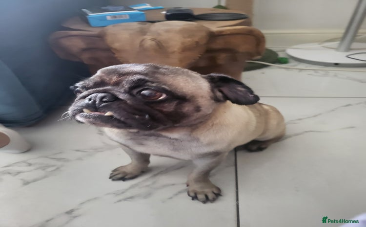 Pug dogs - Advert 4