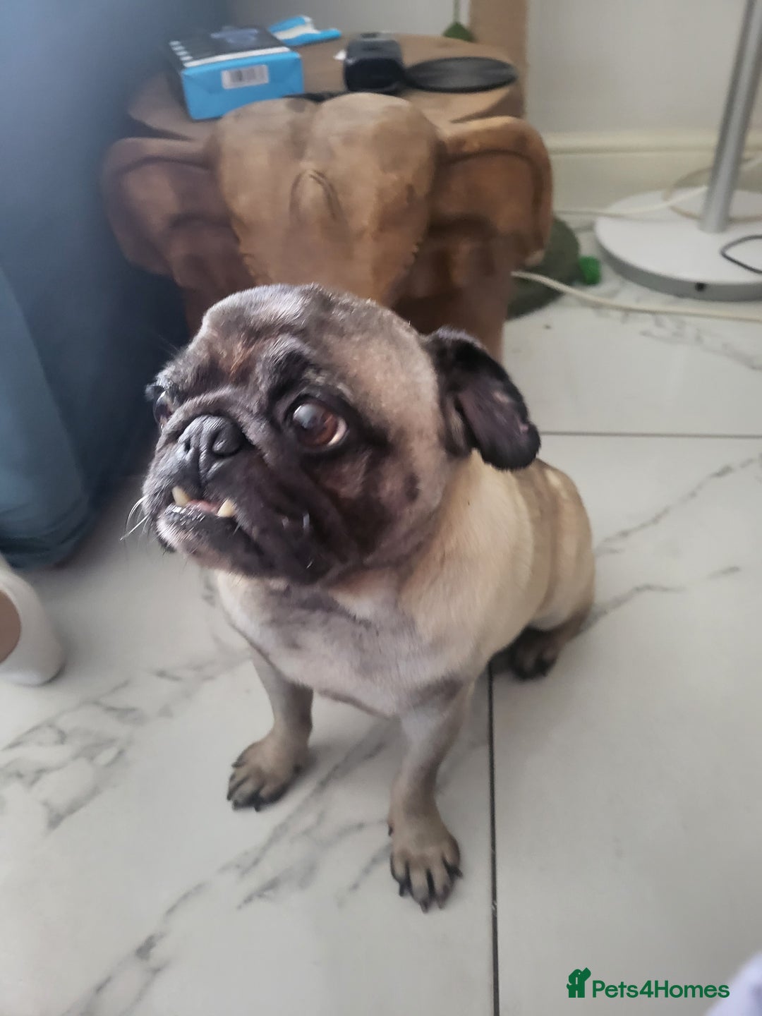 Pug dogs for sale: Gizzy - Image 1