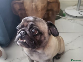 Pug dogs - Advert 10