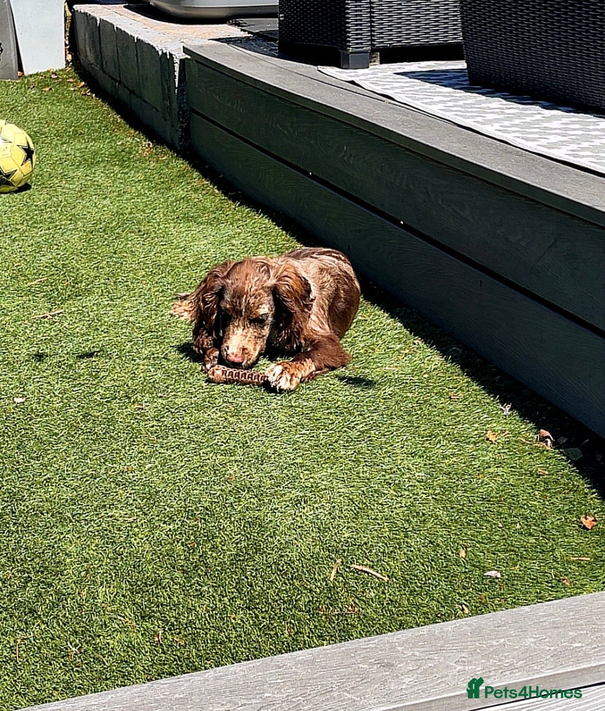 Cocker Spaniel dogs for sale: Merle working cocker spaniel puppy  in Burnley - Advert 3