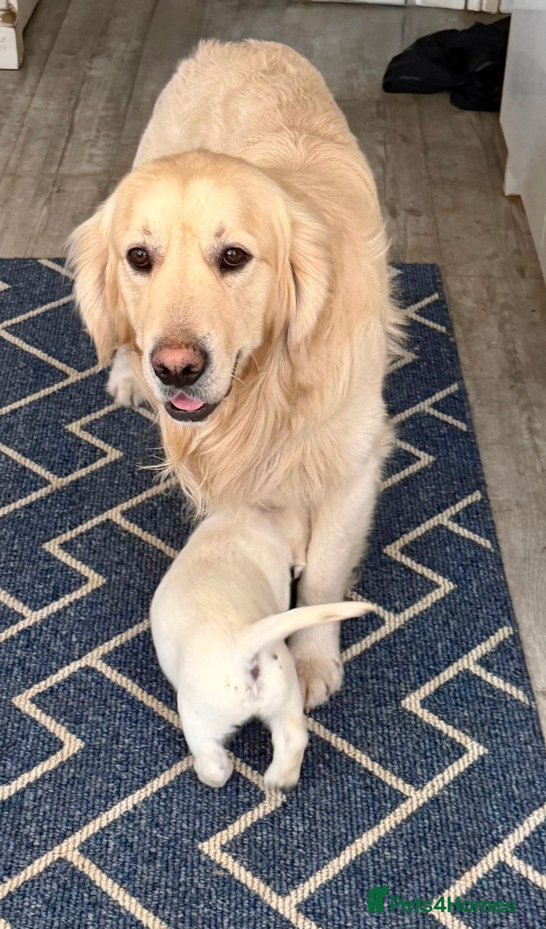 Goldador dogs for sale: Stunning Lab x Retriever pups - Advert 2