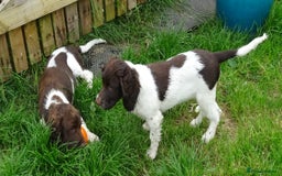 English Springer Spaniel dogs for sale: Two Gorgeous Boy English Springer Spaniel Puppies  - Image 2