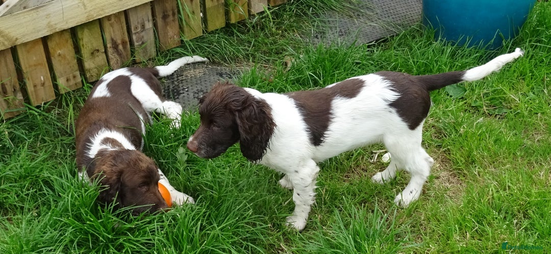 English Springer Spaniel dogs for sale: Two Gorgeous Boy English Springer Spaniel Puppies  - Image 2