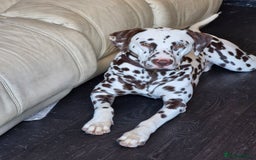 Mixed Breed dogs for sale: 1 dalmatian shepherd left - Image 12