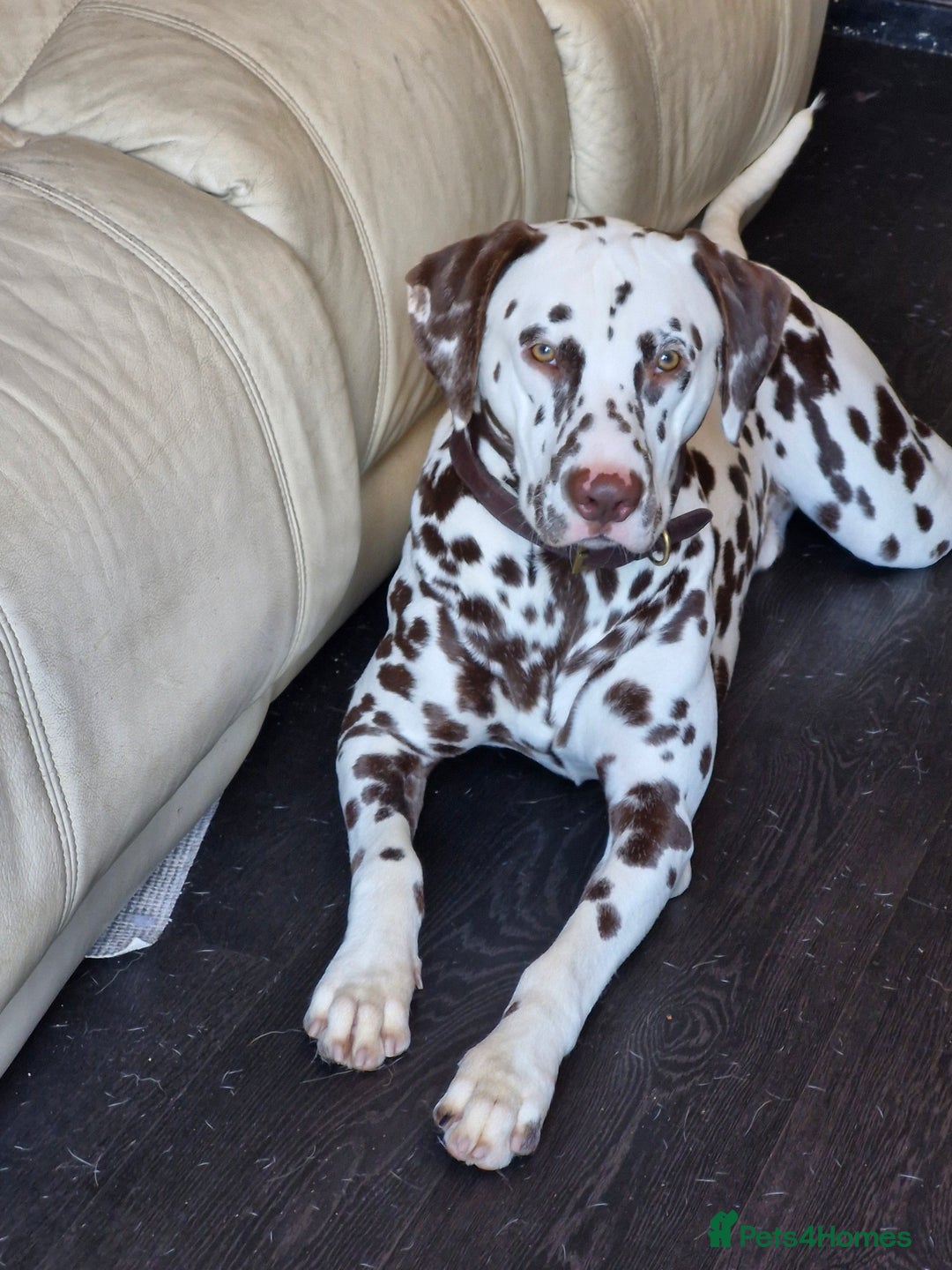 Mixed Breed dogs for sale: 1 dalmatian shepherd left - Image 12
