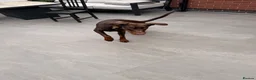 Dobermann dogs for sale:  Beautiful Doberman boy - Kc registered  - Advert 7