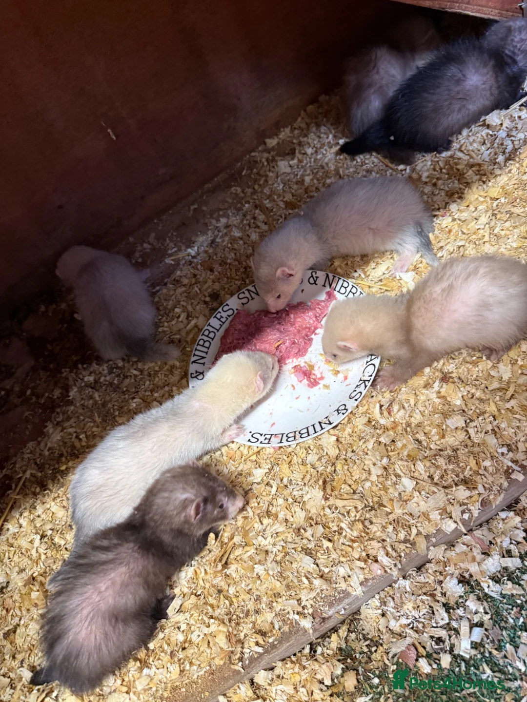 Ferret rodents for sale: Mixed ferret kits  - Advert 1