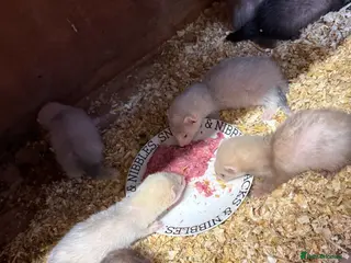 Ferret rodents Mixed ferret kits - Advert 3