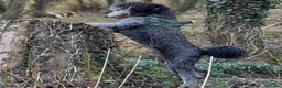 Standard Poodle dogs for stud: 💙 Stunning Silver Standard Poodle Stud 💙 in Rugby - Advert 3