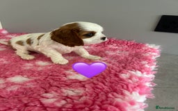 Cavalier King Charles Spaniel dogs for sale: Blenheim cavalier King Charles puppies - Image 8