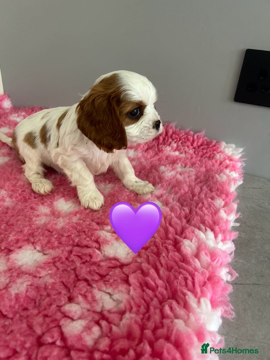 Cavalier King Charles Spaniel dogs for sale: Blenheim cavalier King Charles puppies - Image 8