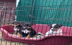 Jack Russell dogs for sale: Jack Russell puppies  - Image 10