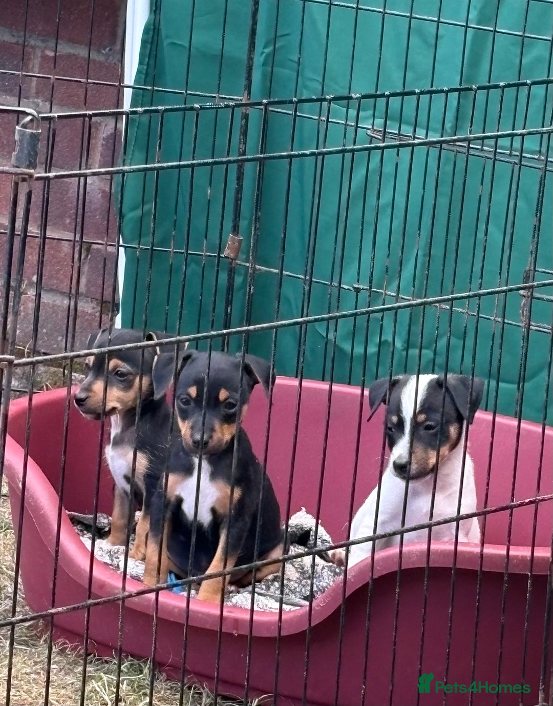 Jack Russell dogs for sale: Jack Russell puppies  - Image 10