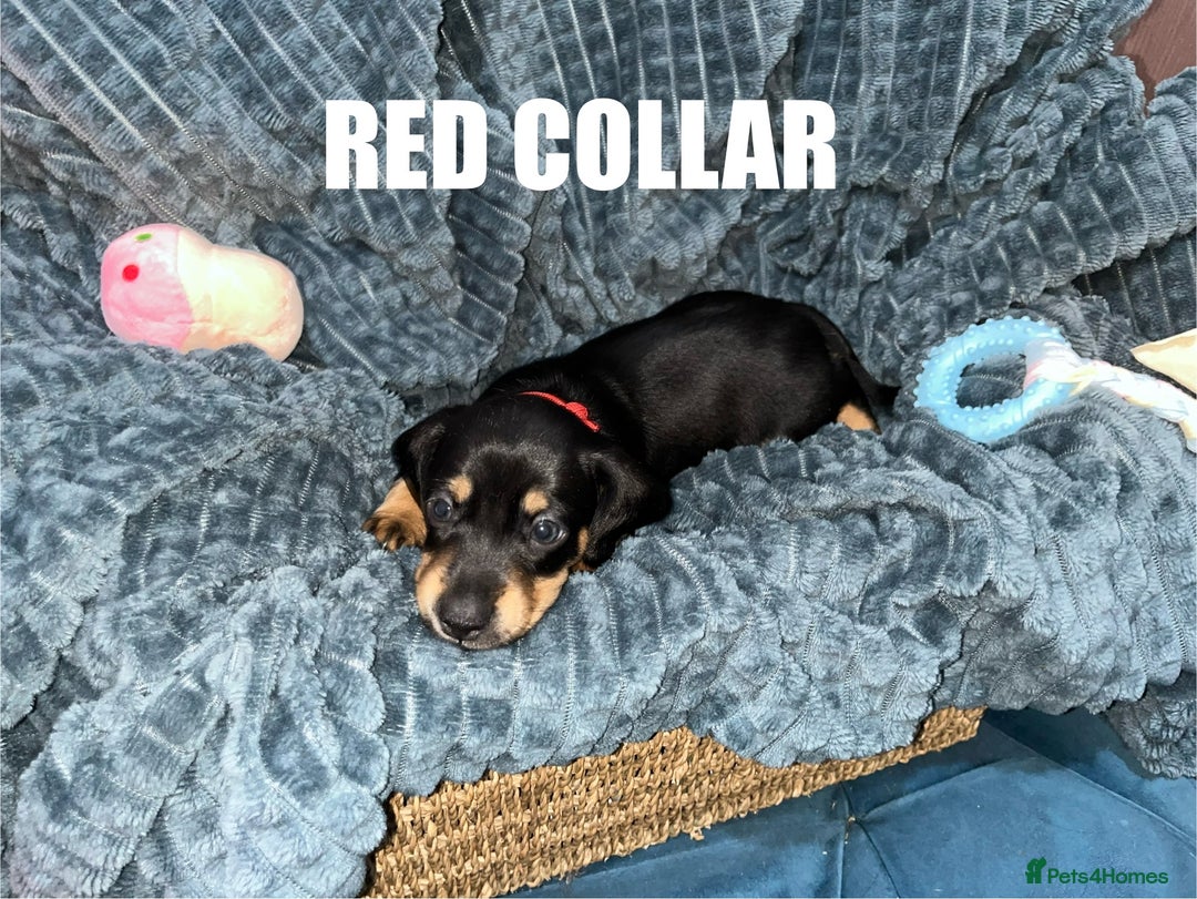 Miniature Dachshund dogs for sale: Miniature Dachshunds looking for perfect Home - Image 7