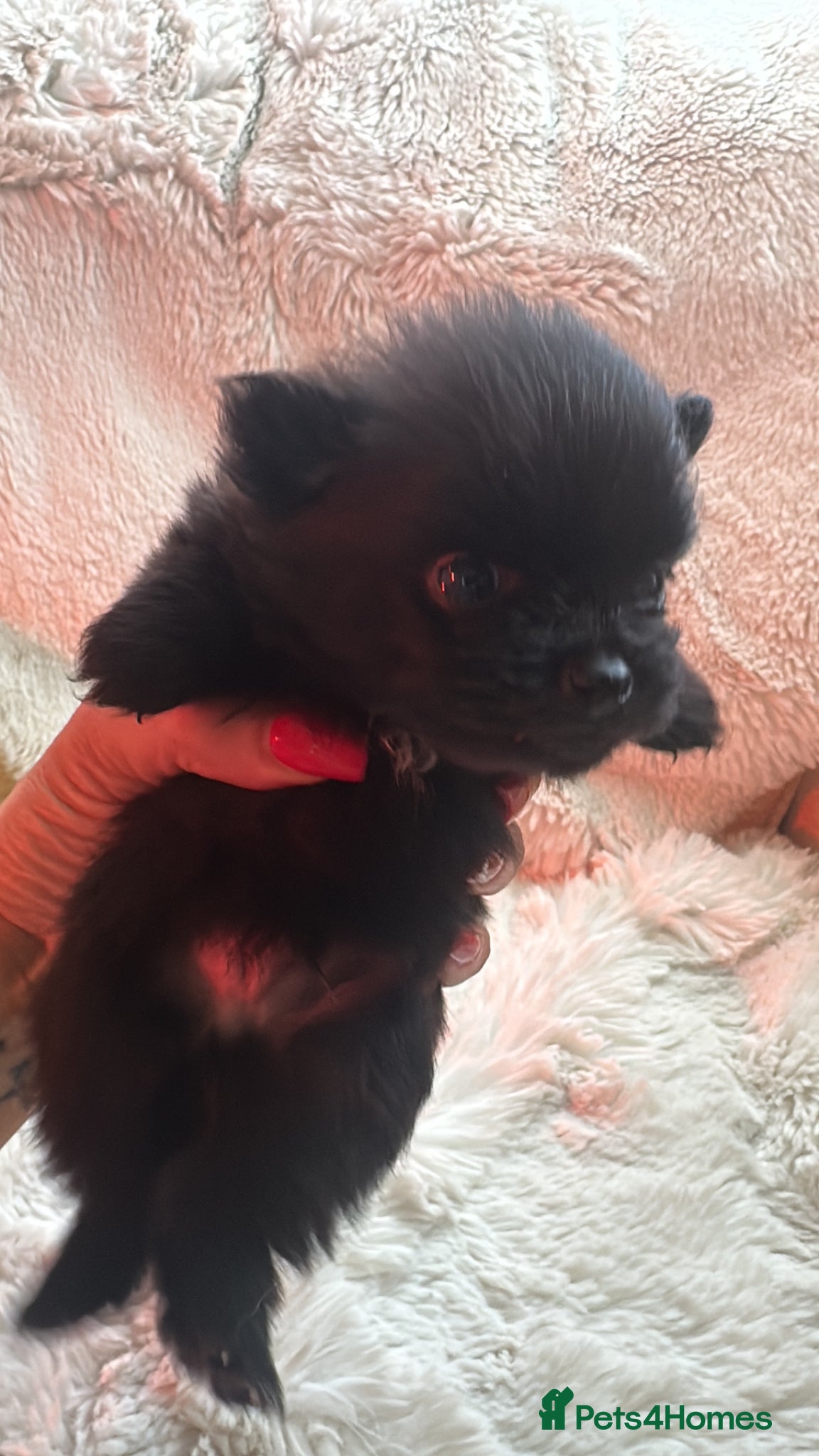 Pomeranian dogs for sale: Russian/Taiwan Pomeranian puppies in Wolverhampton - Advert 10