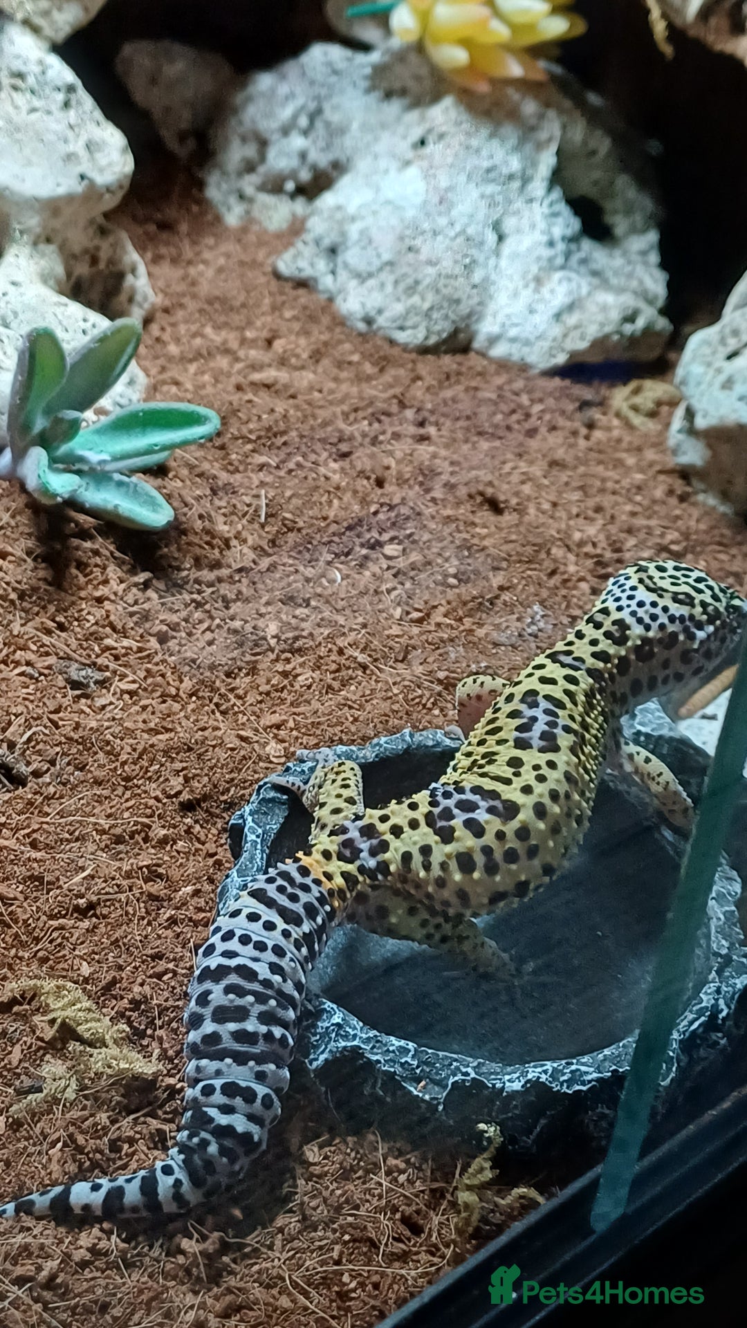 Leopard Gecko reptiles for sale: Leperd geko and set up - Advert 2