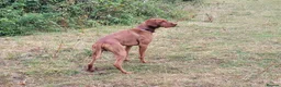 Hungarian Vizsla dogs for stud: Proven Hungarian championship blood line in Llantwit Major - Advert 25