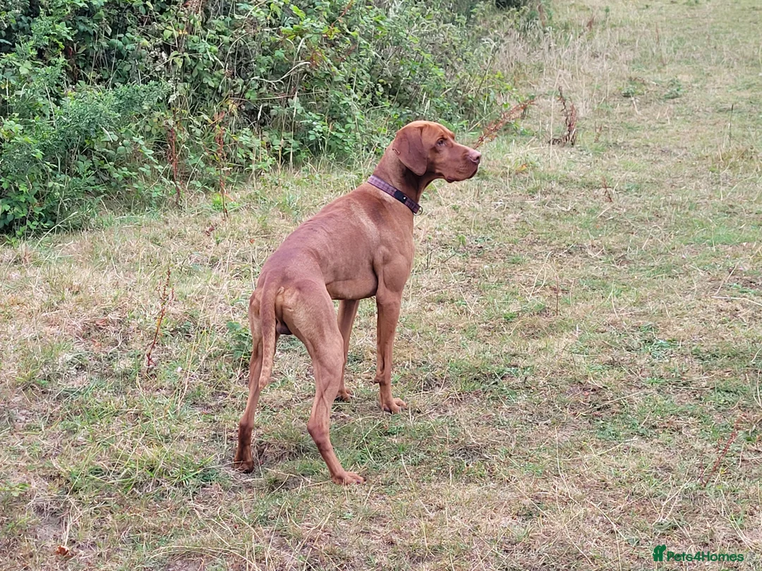 Hungarian Vizsla dogs for stud: Proven Hungarian championship blood line in Llantwit Major - Advert 25
