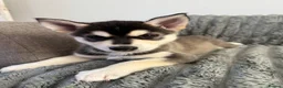 Mixed Breed dogs for sale: Beautiful Shepski girl ready to go  - Advert 2