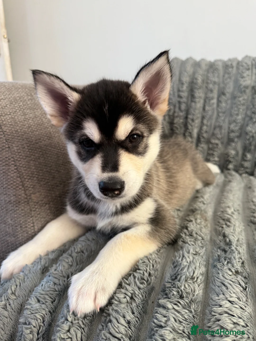 Mixed Breed dogs for sale: Beautiful Shepski girl ready to go  - Advert 2