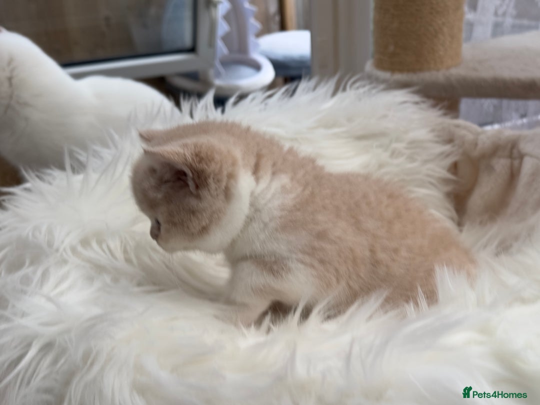 British Shorthair cats for sale: Beautiful , soft teddy bears 🩷🩷💙 - Image 24