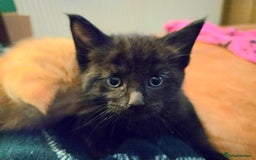 Mixed Breed cats for sale: Beautiful Kittens  - Image 4