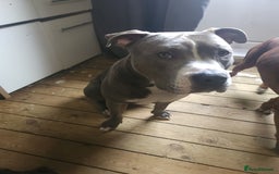 Mixed Breed dogs for sale: Millow 12 months - Image 5