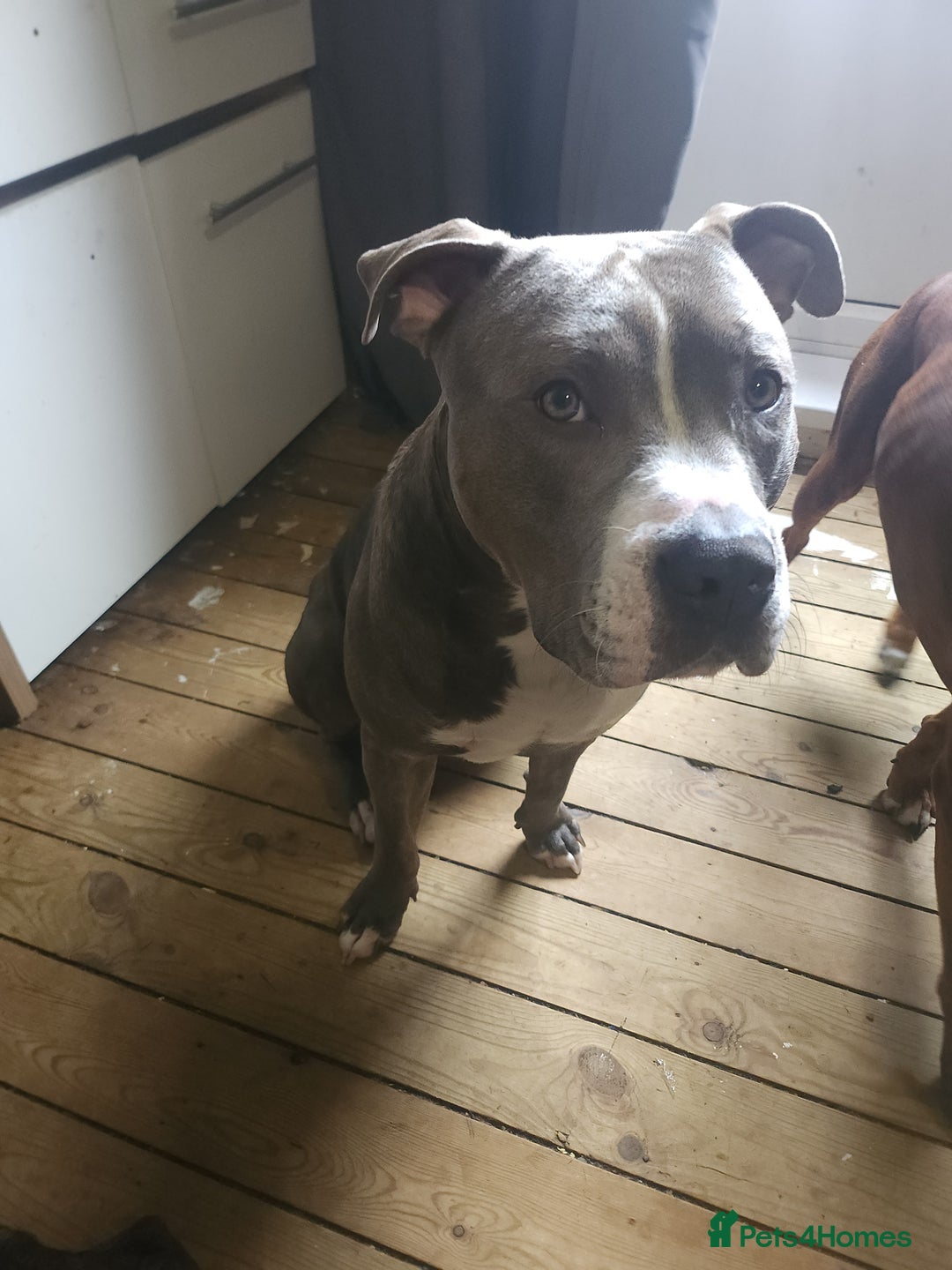 Mixed Breed dogs for sale: Millow 12 months - Image 5