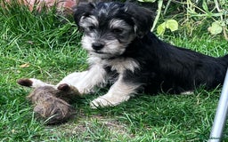 Jackapoo dogs for sale: Jackspoo - Image 1