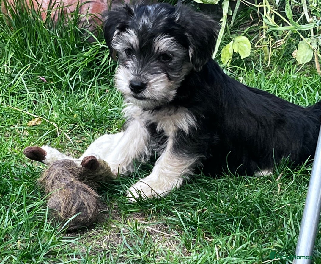 Jackapoo dogs for sale: Jackspoo - Image 1