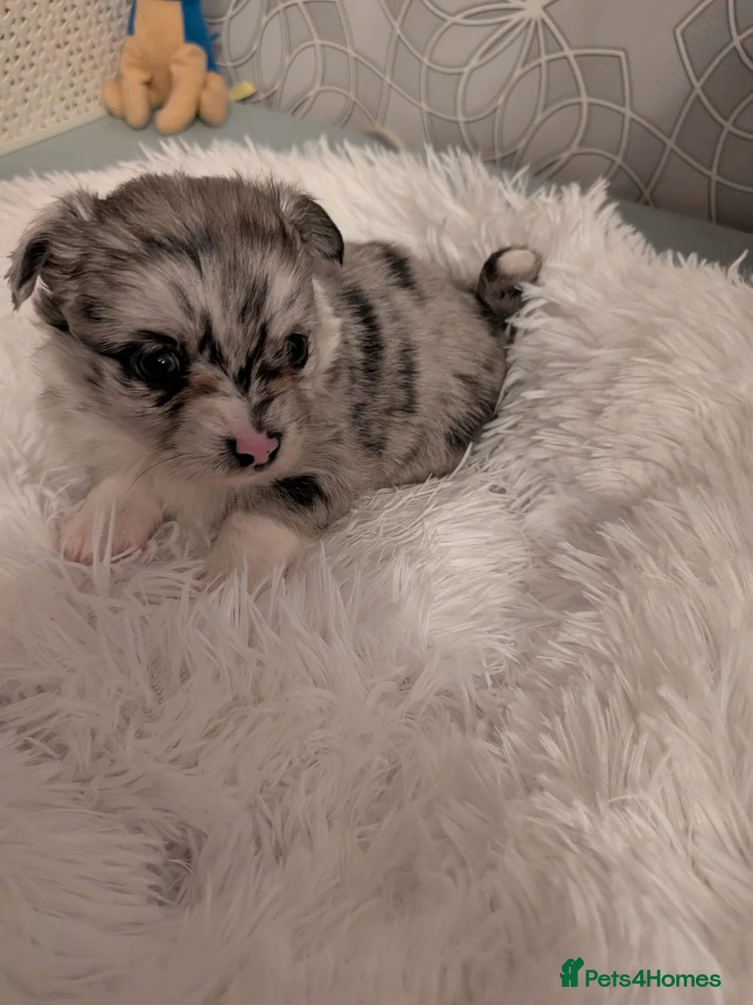 Pomchi dogs for sale: Beautiful Pomchi Puppies Loving 🏠 Reared Litters - Advert 2