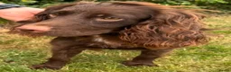 Cocker Spaniel dogs for sale: Cocker Spaniel Puppies - Advert 6