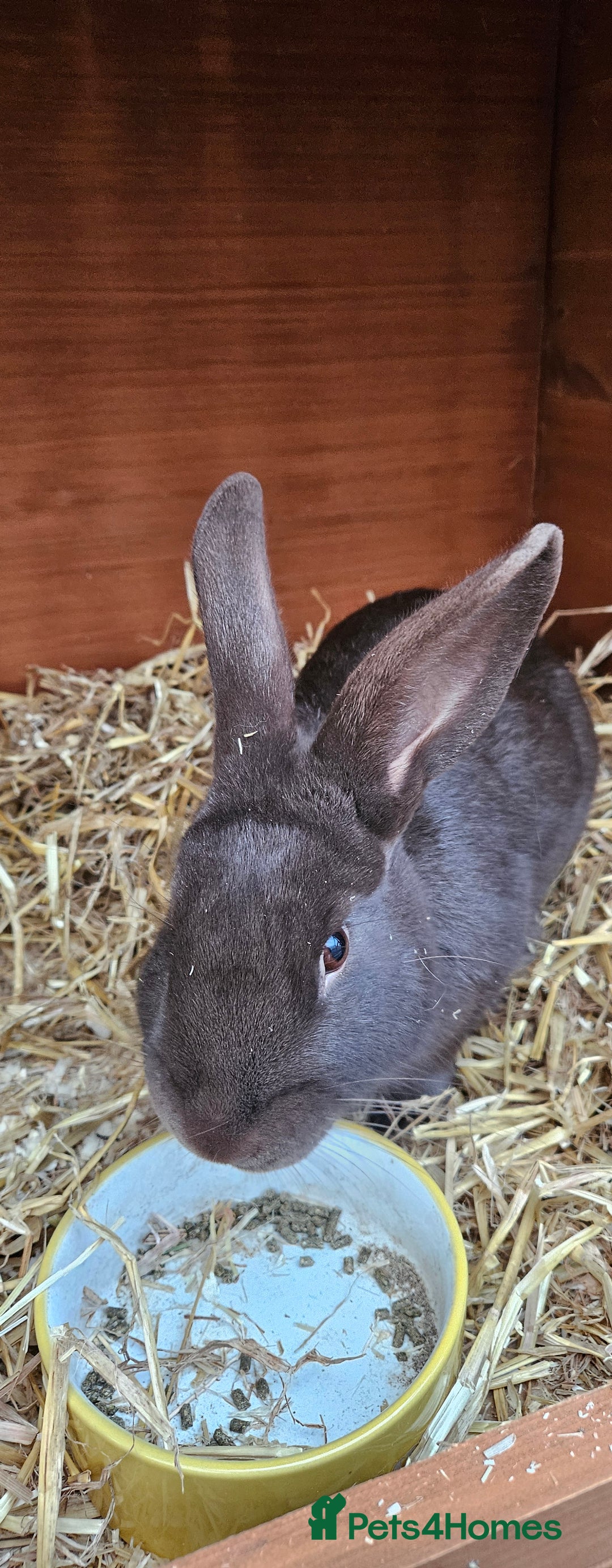 Lionhead rabbits for sale: Chocolate velvet bunny - Advert 3