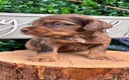 Cocker Spaniel dogs for sale: 🌟 cocker spaniel puppies 🌟 - Image 1