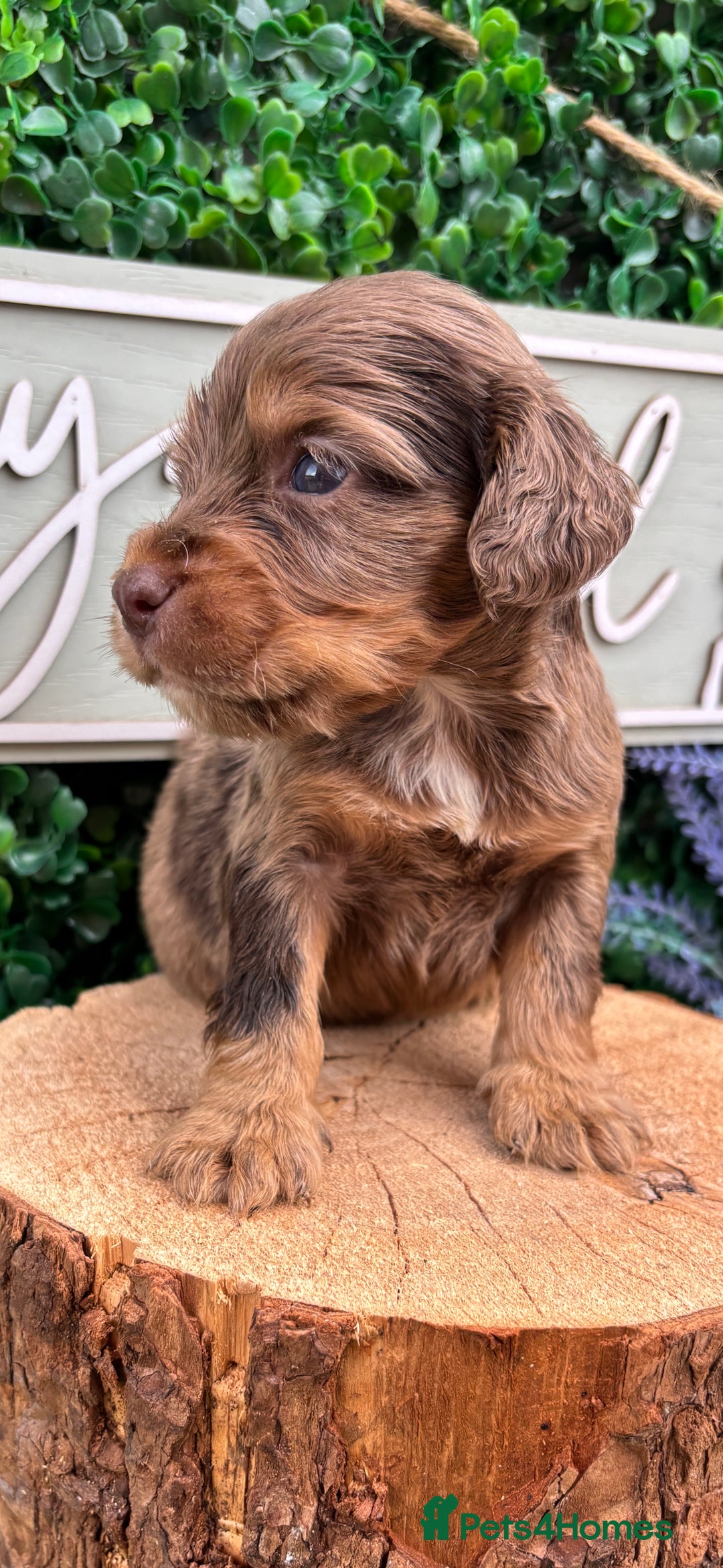 Cocker Spaniel dogs for sale: 🌟 cocker spaniel puppies 🌟 - Image 1