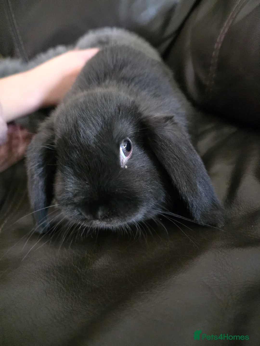 Mini Lop rabbits for sale: Mini loop  - Advert 1