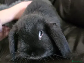 Mini Lop rabbits Mini loop - Advert 15