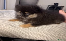 Pomeranian dogs for sale: Bear the tiny Pomeranian  - Image 12