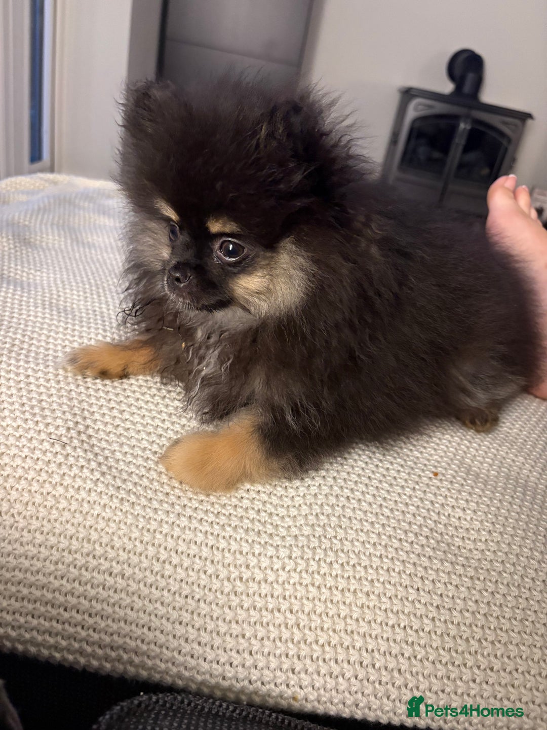 Pomeranian dogs for sale: Bear the tiny Pomeranian  - Image 12