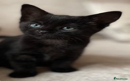Mixed Breed cats for sale: 4 beautiful kittens ready now  - Image 7