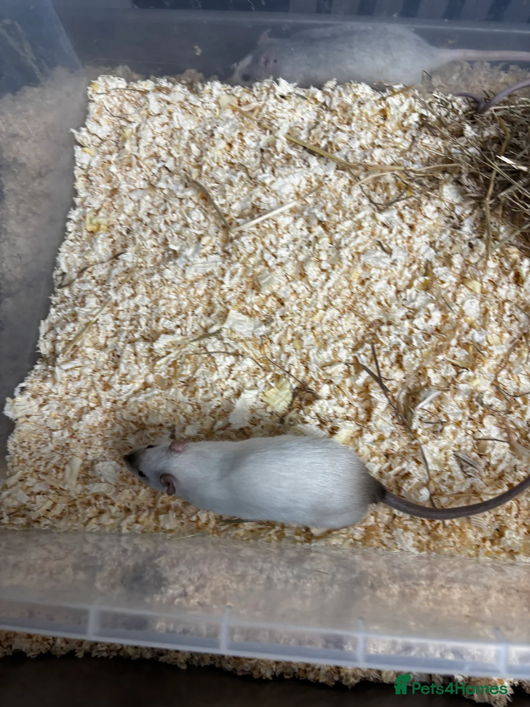Rat rodents for sale: Rats and mice mixed colours and sexes for sale - Advert 10