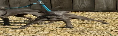 Whippet 1