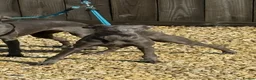 Whippet dogs for sale: 10 Month Old Whippet Bitch - Advert 4