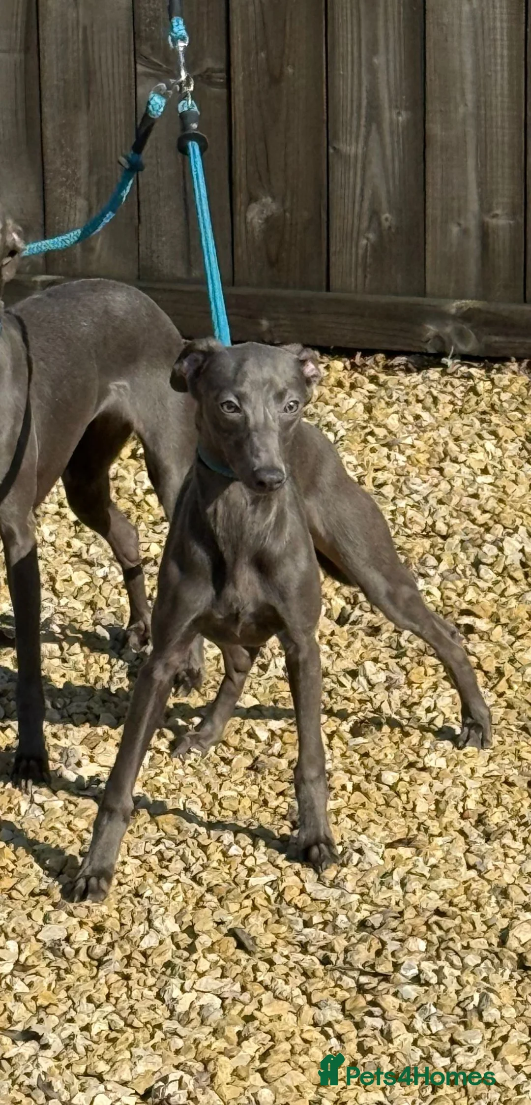 Whippet dogs for sale: 10 Month Old Whippet Bitch - Advert 4