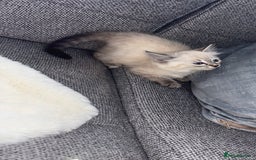 Ragdoll cats for sale: Ragdoll X bengals  - Image 3
